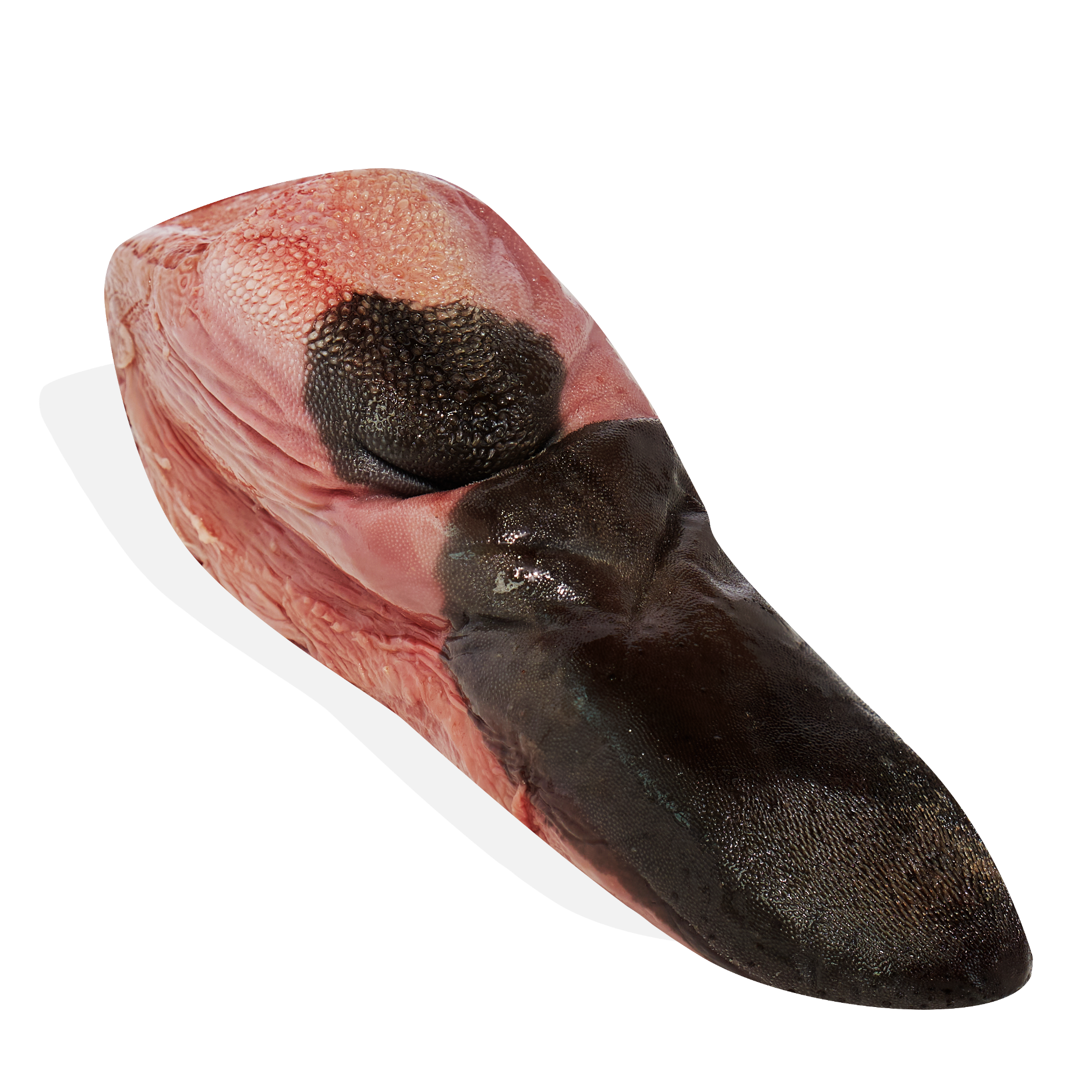 Lengua de Res